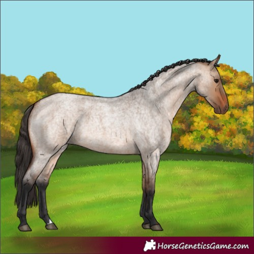Horse Color:Bay Roan Dun 