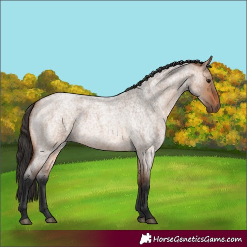 Horse Color:Bay Roan Dun
