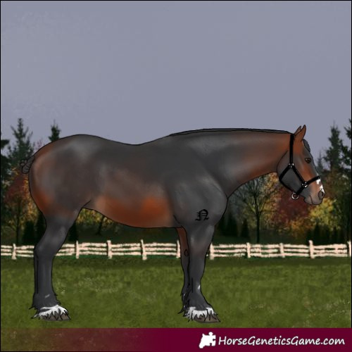 Horse Color:Bay 
