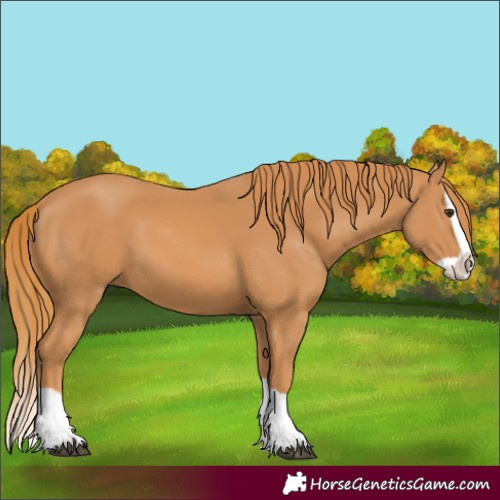 Horse Color:Chestnut Splash 