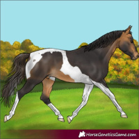 Horse Color:Buckskin Tobiano 
