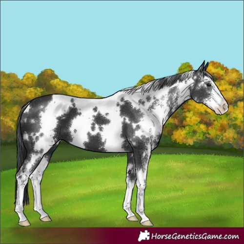 Horse Color:White Spotted Black Sabino