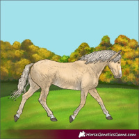 Horse Color:Palomino Dun 