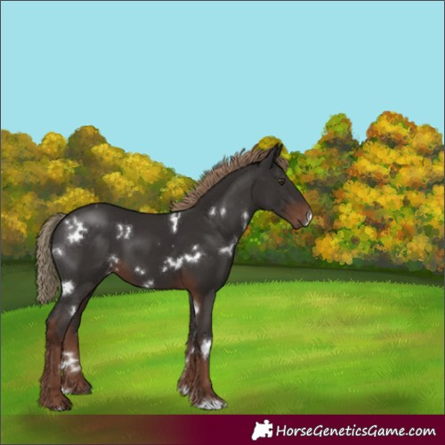 Horse Color:White Spotted Liver Chestnut