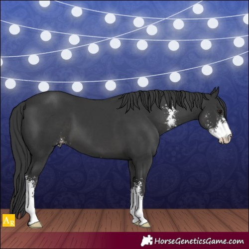 Horse Color:Black Sabino