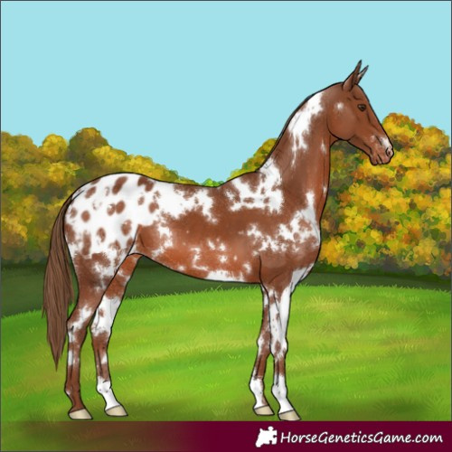 Horse Color:White Spotted Chestnut Blanket 