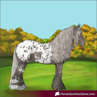 Horse Color:White Spotted Silver Black Appaloosa 