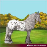 Horse Color:White Spotted Silver Black Appaloosa