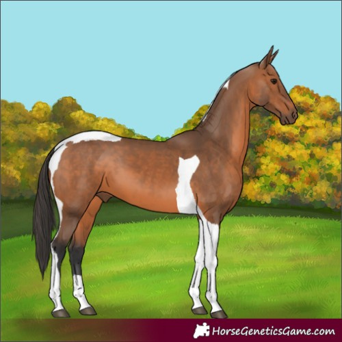 Horse Color:Bay Tobiano 