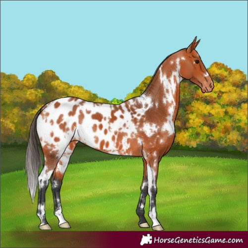Horse Color:White Spotted Bay Appaloosa 