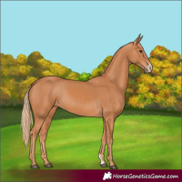 Horse Color:Chestnut Sabino