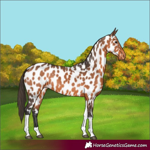 Horse Color:Bay Tobiano Near Leopard