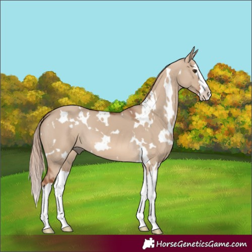 Horse Color:White Spotted Red Dun Splash 
