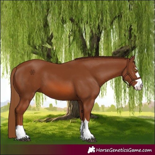 Horse Color:Chestnut 
