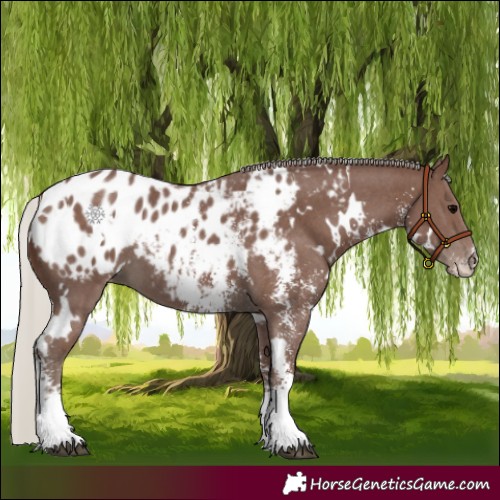 Horse Color:White Spotted Silver Black Sabino Blanket