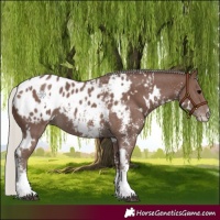 Horse Color:White Spotted Silver Black Sabino Blanket