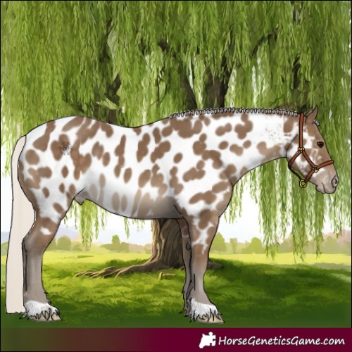 Horse Color:Silver Smoky Black Near Leopard