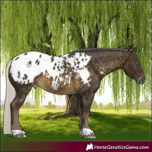 Horse Color:Silver Buckskin Appaloosa 