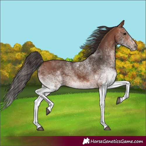 Horse Color:White Spotted Bay 
