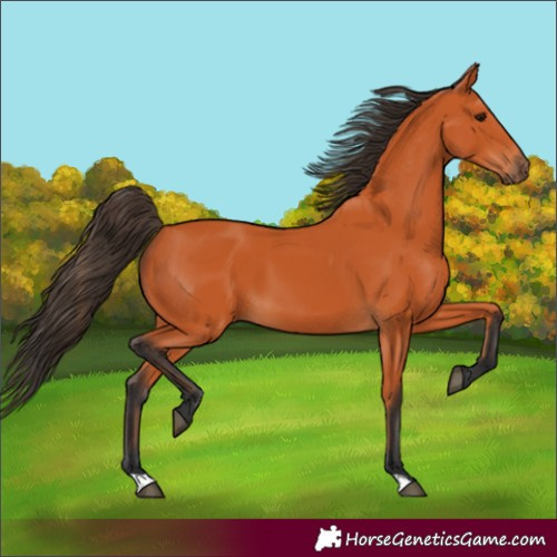 Horse Color:Bay 