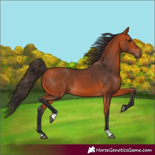 Horse Color:Bay 