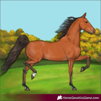 Horse Color:Bay 