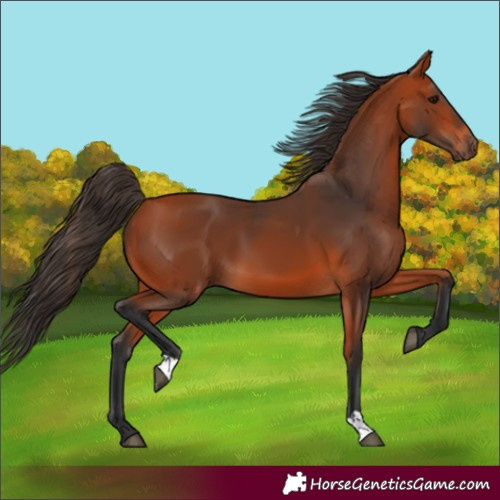 Horse Color:Bay 