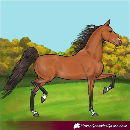 Horse Color:Bay 