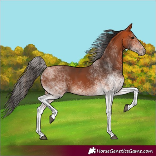 Horse Color:White Spotted Bay 