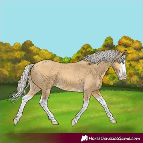 Horse Color:Silver Buckskin Dun Splash 