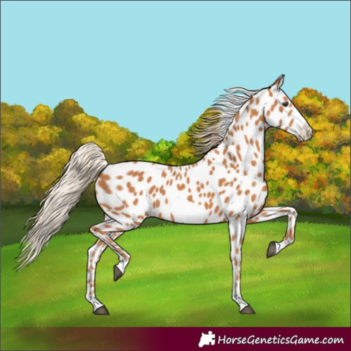 Horse Color:Chestnut Frame Leopard 