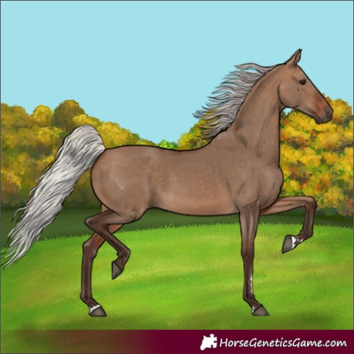 Horse Color:Silver Brown Dun 
