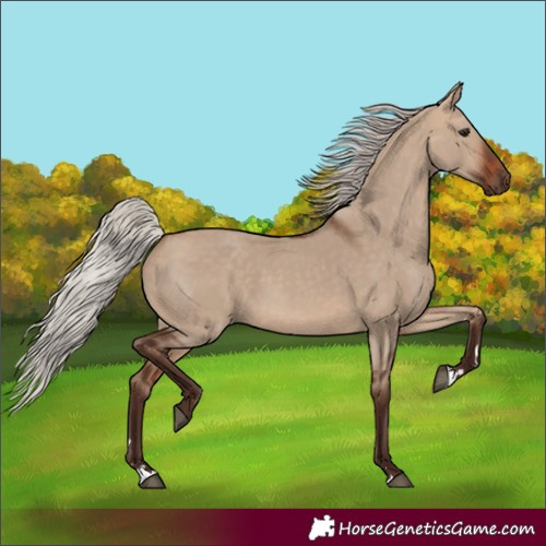 Horse Color:Silver Brown Dun 