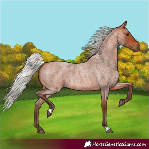 Horse Color:Silver Bay Roan 