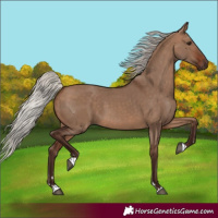 Horse Color:Silver Brown Dun