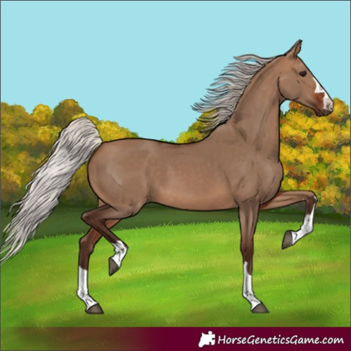 Horse Color:Silver Brown Dun 