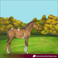 Horse Color:Chocolate Palomino Dun Tobiano 