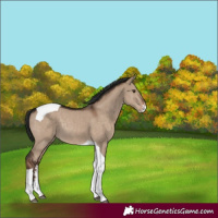 Horse Color:Liver Red Dun Sabino Tobiano Rabicano 