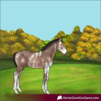 Horse Color:Sable Champagne Sabino Rabicano 