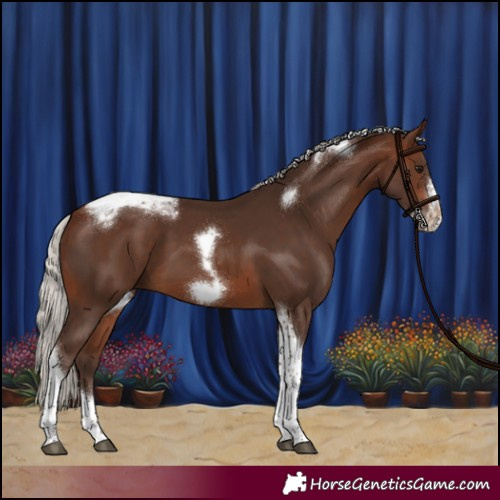 Horse Color:Silver Brown Tobiano Frame 