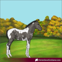 Horse Color:White Spotted Grullo Tobiano 