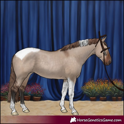 Horse Color:Liver Red Dun Tobiano Rabicano 