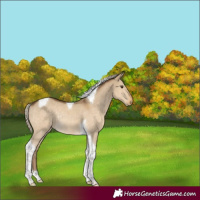Horse Color:Chocolate Palomino Dun Tobiano Rabicano 