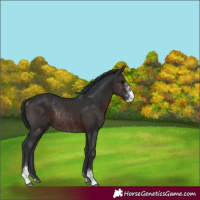 Horse Color:Brown Sabino Rabicano 