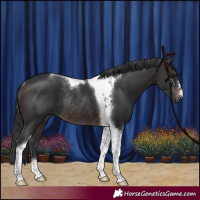 Horse Color:Brown Tobiano Rabicano