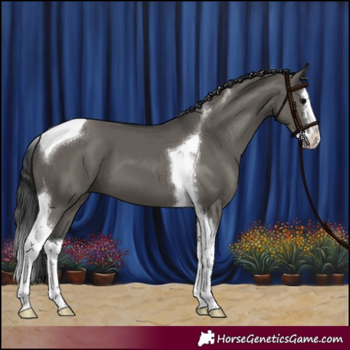 Horse Color:Grullo Splash Tobiano