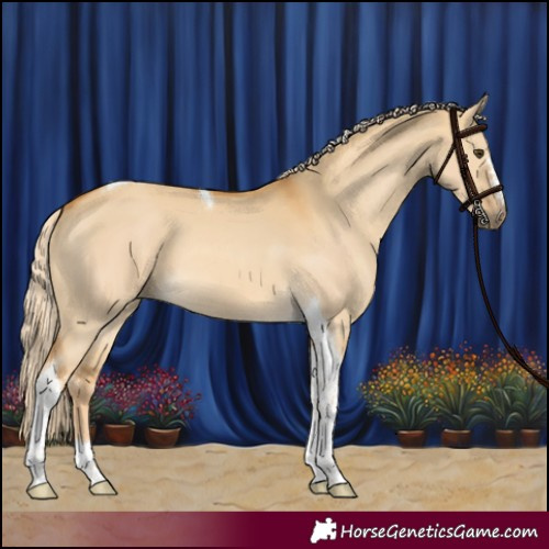 Horse Color:Palomino Dun Tobiano