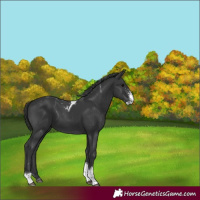 Horse Color:Black Sabino Tobiano 