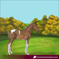 Horse Color:Chocolate Palomino Tobiano 