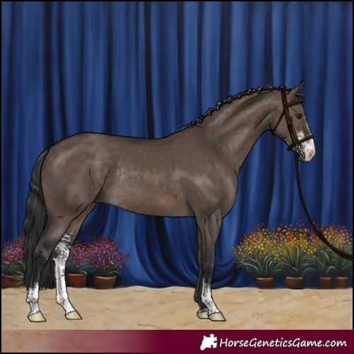 Horse Color:Brown Dun Sabino Rabicano 